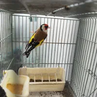 جفت سهره و قناری