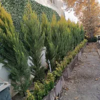 خدمات باغبانی فروش گل و گیاه باغچه کاری کاشت گل|خدمات باغبانی و درختکاری|تهران, هروی|دیوار