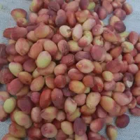 باخرز پسته خشک کیلو ۹۰۰تومن