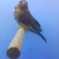 فنچ زبرا هاف اورنج خالص ۹ عدد|پرنده|پاکدشت, خاتون آباد|دیوار