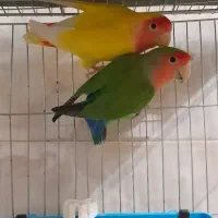 جفت طوطی کوتوله