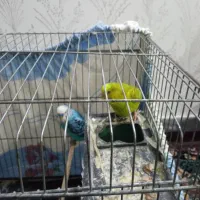 طوطی مرغ عشق