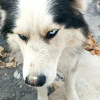 نژاد اصیل هاسکی