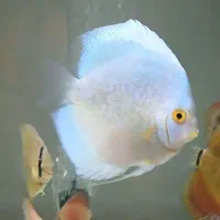 سلام ماهی دیسکس ۵ اینچ|ماهی|کرمانشاه, |دیوار