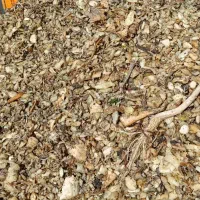 شکسته چغندر