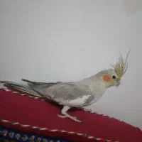 عروس هلندی کاملا دستی باهوش