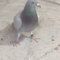 کبوتر پلاکی|حیوانات|اصفهان, دوطفلان|دیوار