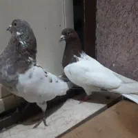 کبوتر دوشی قرمزی