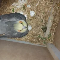 عروس هلندی