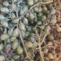غوره تازه