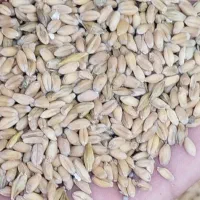 گندم|خوردنی و آشامیدنی|چمران, |دیوار