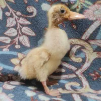 فروش اردک ۲۰۰هزار