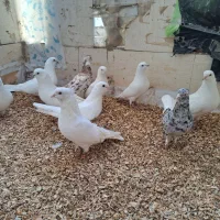 ۳جفت کفتر سفید نر ماده جفت|پرنده|بندرعباس, |دیوار