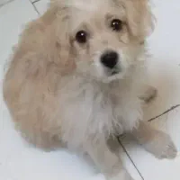 توله سگ سه ماهه با وسایل