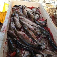 استخدام کارگر مزرعه پرورش ماهی