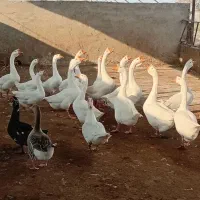 قو غاز|حیوانات مزرعه|گرگان, |دیوار