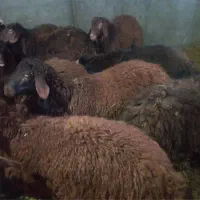 بره قوچ افشار هترو با برگه آزمایش