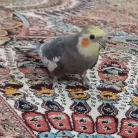 فروشی|پرنده|یزد, |دیوار