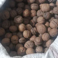 گردو