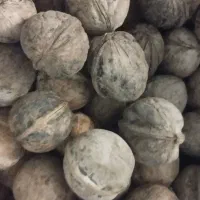 گردو خشک تویسرکان