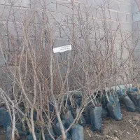 درخت سالم با ریشه قوی آماده کاشت