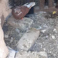 دو جفت کبوتر دوتا سیاه یکی سورور و یکی قرمز شازده|پرنده|نیر (اردبیل), |دیوار