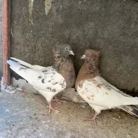 کبوتر جفتی|پرنده|بیرجند, |دیوار