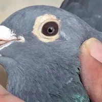 فروش جوجه کبوتر مسافتی نامبروان