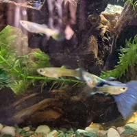 فروش بچه ماهی گوپی نژاد گُلد و بِلو