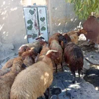 گوسفند شیره دار|حیوانات مزرعه|بلبان آباد, |دیوار