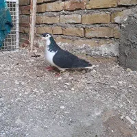 کفتر|پرنده|تربت‌حیدریه, پائین ولایت|دیوار