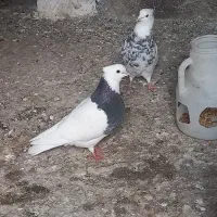 طوقی الماسی|پرنده|رامیان, |دیوار