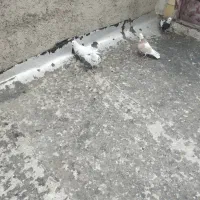 سلام چهارتاکبوترخوب|پرنده|همدان, |دیوار