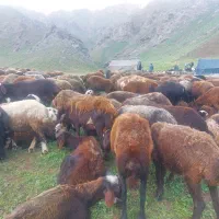 گوسفندگوشت(میش بره نرماده بز بزغاله)ارگانیک|حیوانات مزرعه|هشتگرد, خور|دیوار