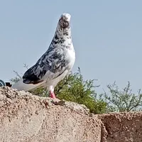 کبوتر پرشی