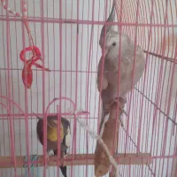 عروس هلندی