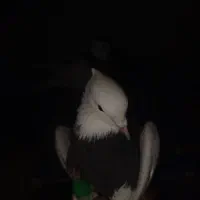 کبوتر طوقی تمیز