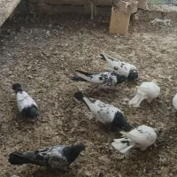 کبوتر گله ای