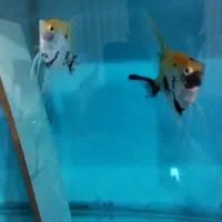 جفت ماهی آنجل