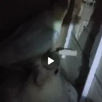 جفت عروس هلندی مولد