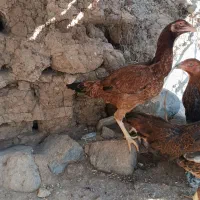 لاری|حیوانات مزرعه|مشگین شهر, |دیوار