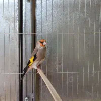 سهره سقا کرمانی