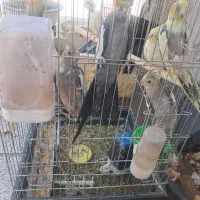عروس هلندی حراج