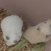 یک جفت همستر ماده سالم خونگی