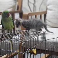 جوجه نر گِرِید بالا شاه طوطی|پرنده|قم, دورشهر|دیوار