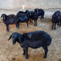 بره پای پروار|حیوانات مزرعه|ایجرود, |دیوار