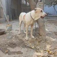 سگ نگهبان، افغان آلابای|سگ|شهریار, کردزار|دیوار