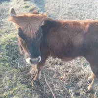 لیشه چالوسی عروسک