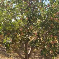 سیب درجه دو
