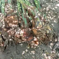 کندن و خرید و فروش پاجوش